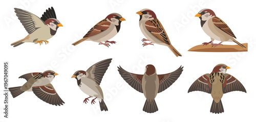   Set of Sparrow Birds in Different Poses Isolated on White Background, Flying and Perching Bird Collection