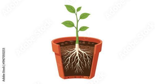 A small plant with green leaves and a visible root system grows in a round terracotta pot against an unblemished white background.