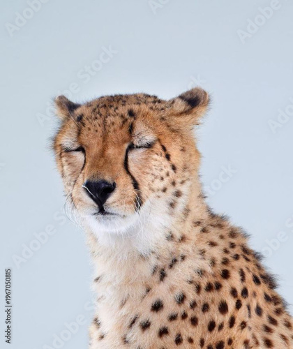 Canvas Print cheetah in the wild