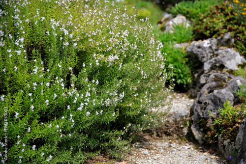 Rosmarin (Salvia rosmarinus) Busch mit weißen Blüten
