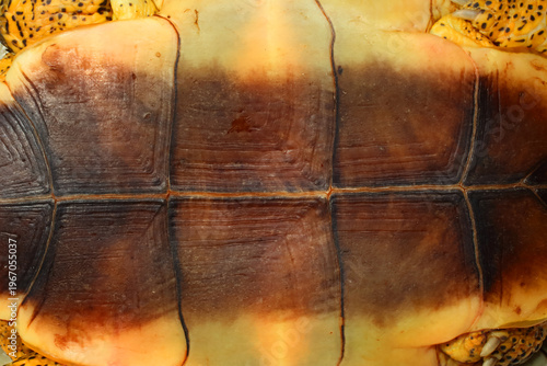 Bilde på lerret Mayan wood turtle, Rhinoclemmys areolata, plastron