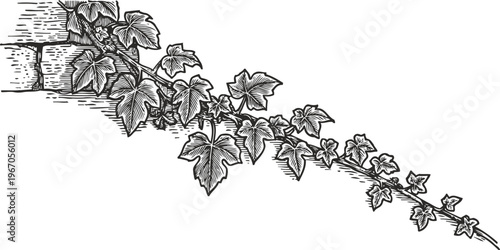 Black and white ivy branch illustration with leaves climbing on a brick wall