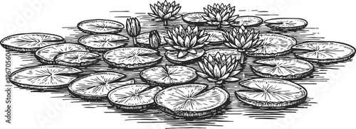Black and white illustration of water lilies and lily pads floating on pond surface with reflections