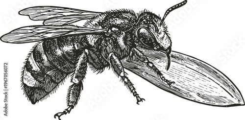 Detailed black and white illustration of a bee holding a petal, nature insect drawing, entomology artwork