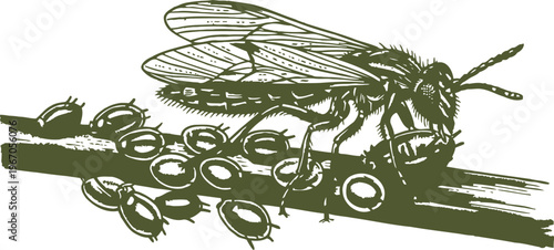 winged insect tending to aphids on a plant stem detailed vector illustration