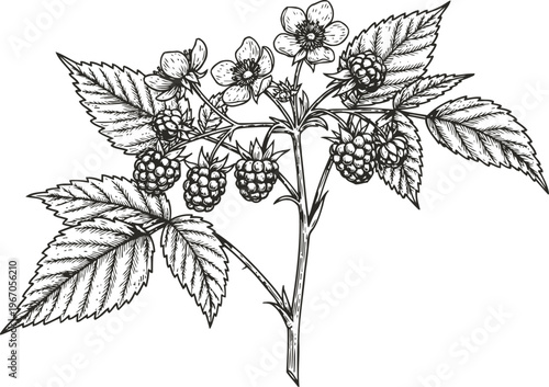 Detailed black and white illustration of a raspberry plant with leaves, flowers, and ripe berries