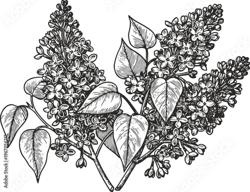 Detailed black and white illustration of blooming lilac branches with leaves and flowers