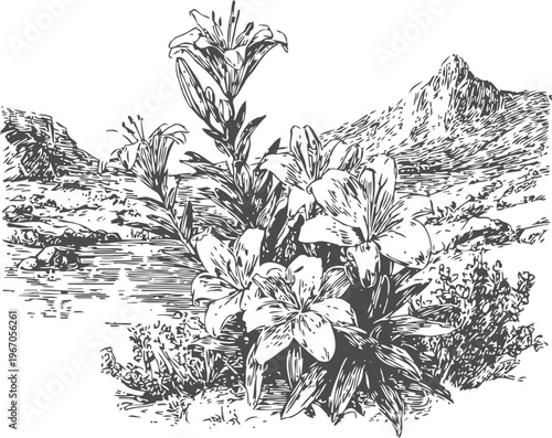 Detailed black and white ink drawing of blooming lilies with mountainous landscape and river background