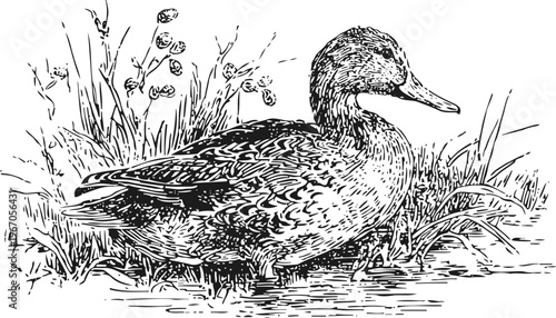 Detailed black and white illustration of a duck standing near water with grass and plants in natural habitat