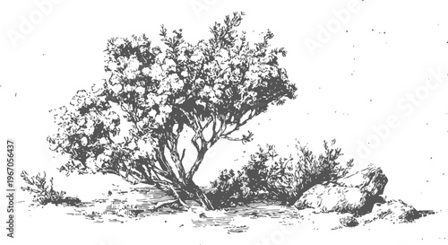 Black and white ink drawing of a solitary tree with rocks and bushes in a natural landscape