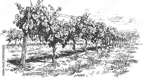 Vineyard rows with grapevines growing on trellises in a countryside landscape illustration