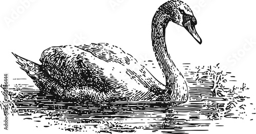 black and white illustration of a swan swimming in water with detailed feather texture
