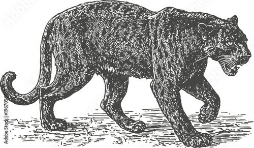 Black panther walking with intense gaze, wild feline predator prowling in natural habitat