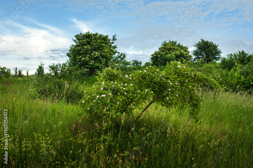 flowering bush, rose hips and panoramic view of hills