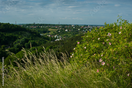 flowering bush, rose hips and panoramic view of the outskirts of Zbarazh