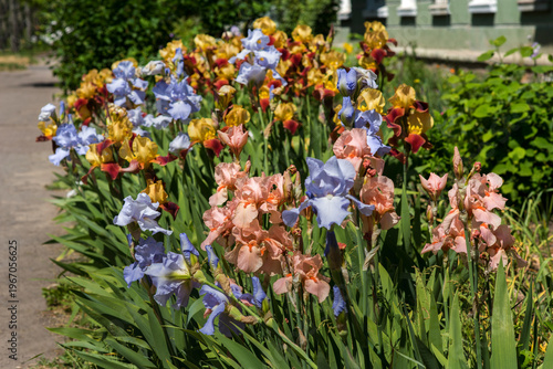 Irises, a palette of colors including blue, yellow, pink and red shades