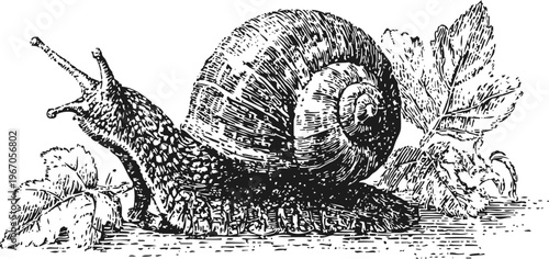detailed vintage engraving of garden snail crawling on leaves with textured shell and body