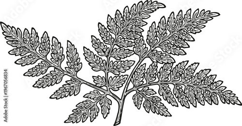 detailed black and white illustration of fern leaves with intricate patterns and veins
