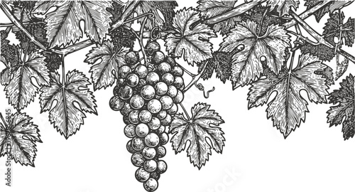 Detailed black and white vintage engraving of grapevine with ripe grape cluster and leaves