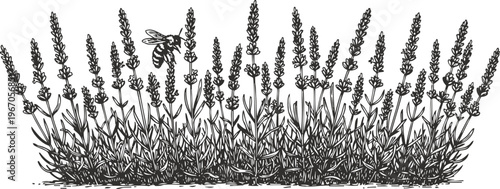 Lavender plants with a bee flying among flowers hand drawn botanical illustration in black and white