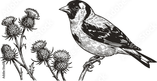 Black and white illustration of a finch bird perched on a branch near thistle flowers in vintage engraving