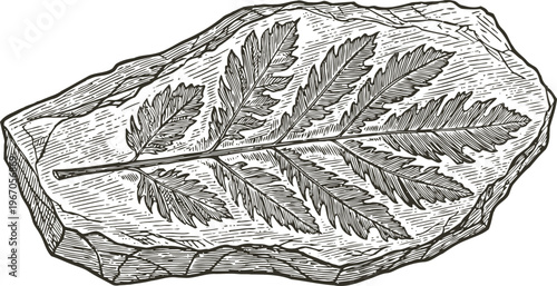 Fossilized fern imprint in sedimentary rock, black and white detailed line art illustration