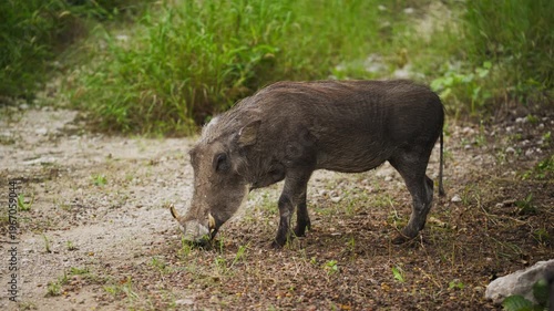 African warthog grazing in national park before walking towards the camera, natural behavior in wild with tusks and coarse hair on display