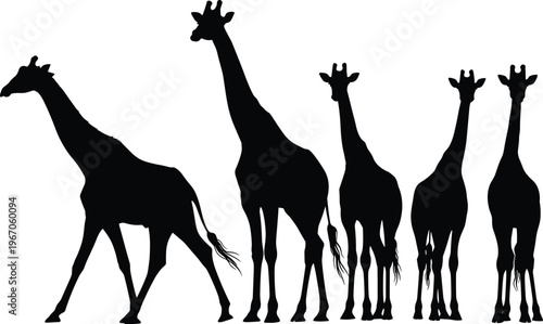 Giraffe silhouettes in different sizes standing together, wildlife herd illustration isolated on white background, African savanna animal concept with height comparison and minimal design