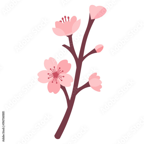 Sakura Branch with Blossoms and Buds Japanese Flower Vector