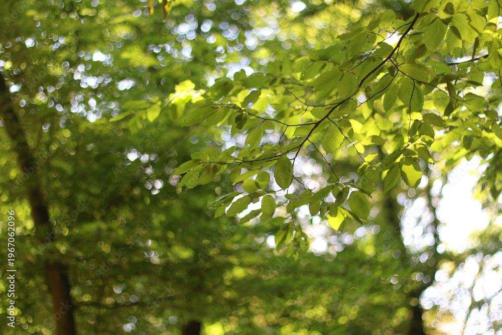 Fototapeta premium Beautiful plant in the botanical garden in Zagreb, Croatia. Selective focus.