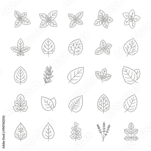 Herbs and leaf line art icons with useful for foo
