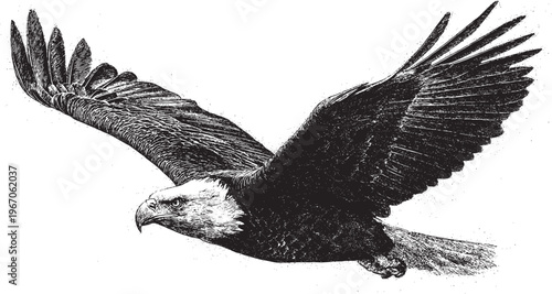 Vector drawing of a flying bald eagle silhouette. Vintage American outdoor style.