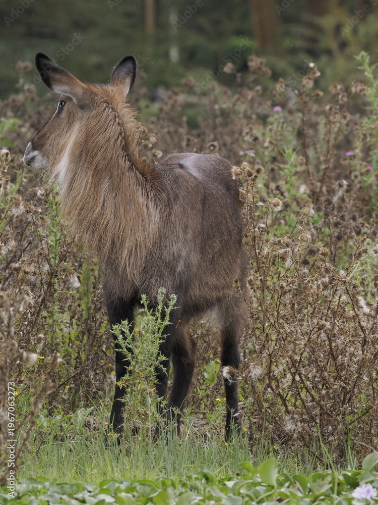 Obraz premium A female waterbuck stands alert among dry vegetation in its natural habitat in Kenya. The image captures African wildlife in a natural environment, highlighting texture, camouflage