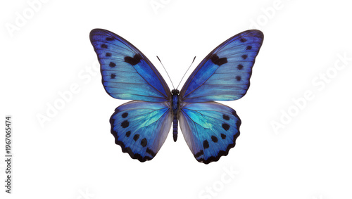 Tableau sur toile Vibrant blue morpho butterfly with black spots, isolated on transparent backgrou