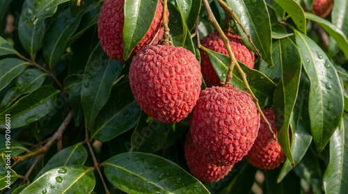Fresh red lychee fruits hanging on branches with dewdrops on green leaves