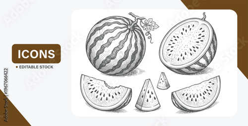 Hand-drawn watermelon sketch set showing whole, halved, and sliced fruit in black and white illustration style