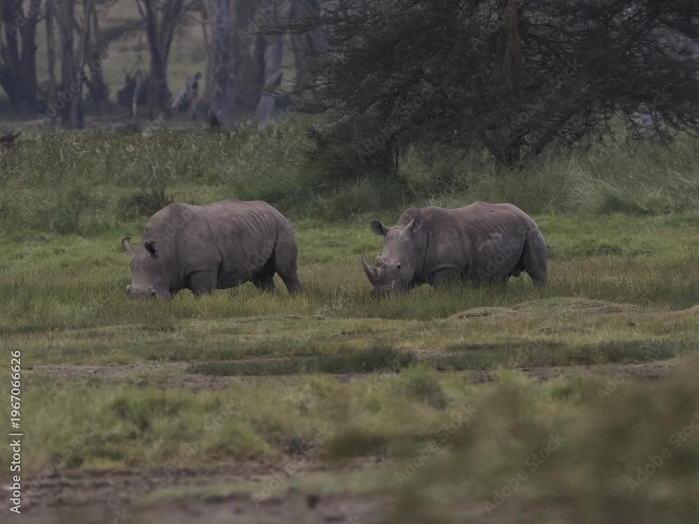 Obraz premium A rhinoceros grazing in tall savannah grass with oxpecker birds on its back, illustrating a natural symbiotic relationship in the African ecosystem. 