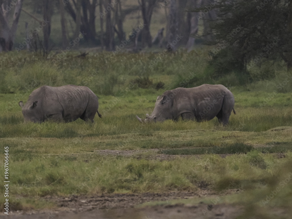 Obraz premium A rhinoceros grazing in tall savannah grass with oxpecker birds on its back, illustrating a natural symbiotic relationship in the African ecosystem. 