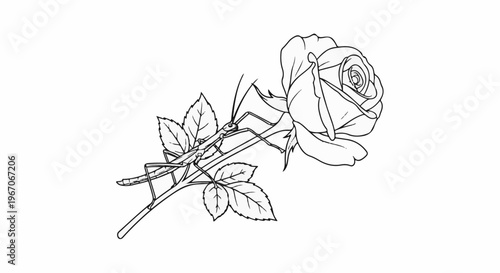 Line drawing of a praying mantis on a rose stem with leaves