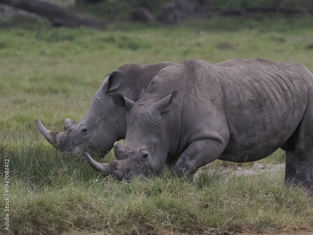 Obraz premium A white rhinoceros walks across dry ground in its natural African habitat. The image highlights the animal’s massive body, thick skin, and iconic horn, symbolizing strength, survival, and wildlife con