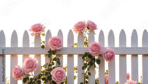 Foto Pink roses climbing a white picket fence, isolated on transparent background