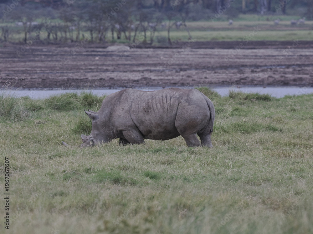 Obraz premium A white rhinoceros walks across dry ground in its natural African habitat. The image highlights the animal’s massive body, thick skin, and iconic horn, symbolizing strength, survival, and wildlife con