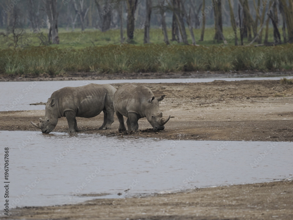 Fototapeta premium A white rhinoceros walks across dry ground in its natural African habitat. The image highlights the animal’s massive body, thick skin, and iconic horn, symbolizing strength, survival, and wildlife con
