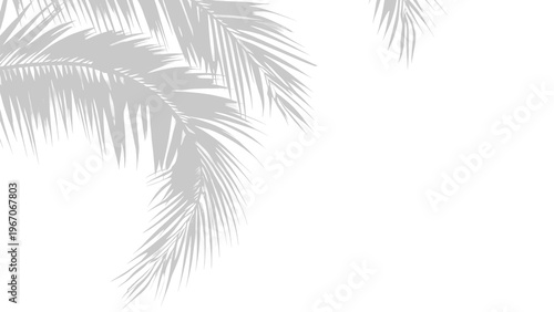 Minimalist Tropical Palm Leaf Shadow Overlay Isolated on White Background