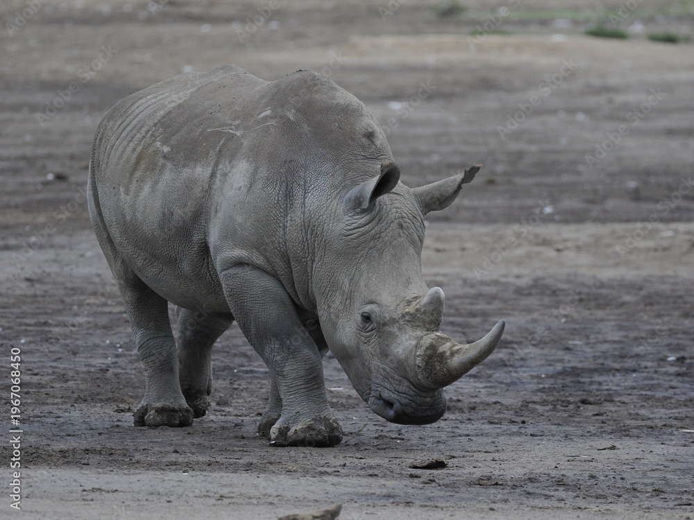 Obraz premium A white rhinoceros walks across dry ground in its natural African habitat. The image highlights the animal’s massive body, thick skin, and iconic horn, symbolizing strength, survival, and wildlife con