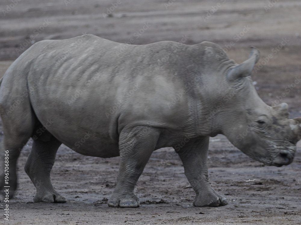 Obraz premium A white rhinoceros walks across dry ground in its natural African habitat. The image highlights the animal’s massive body, thick skin, and iconic horn, symbolizing strength, survival, and wildlife con