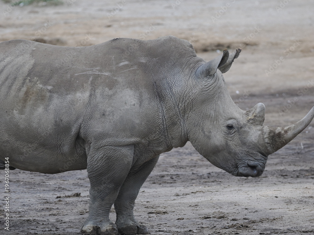 Obraz premium A white rhinoceros walks across dry ground in its natural African habitat. The image highlights the animal’s massive body, thick skin, and iconic horn, symbolizing strength, survival, and wildlife con