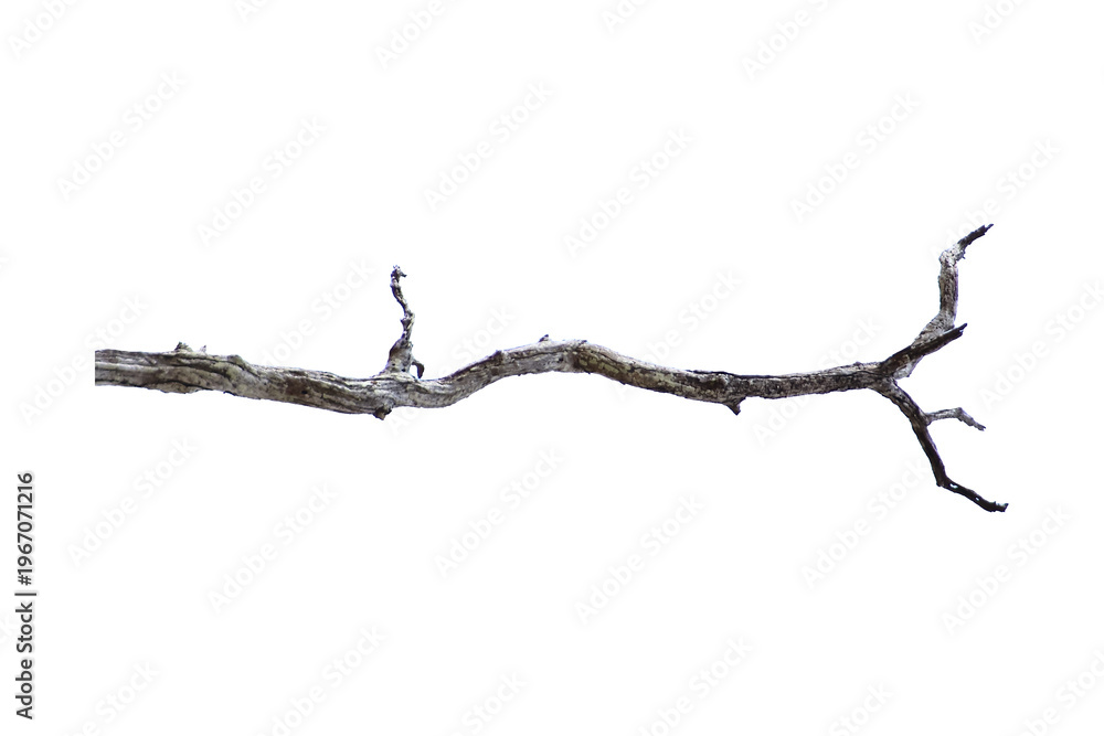 Fototapeta premium Natural branch, single branch, tree branch