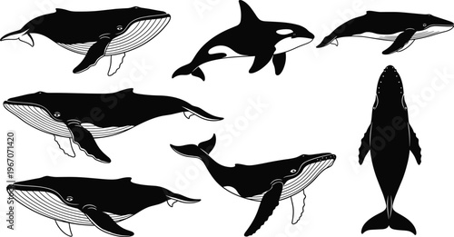 Whale and orca silhouette collection, marine mammals set, ocean wildlife animals, underwater creatures, aquatic illustration, sea life vector design