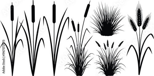 Reed and grass silhouette collection, cattail plants set, marsh vegetation, wetland flora illustration, botanical elements, nature design, isolated vector